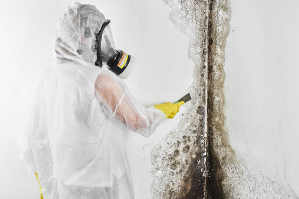 Best Crawl Space Mold Removal  in La Joya, TX