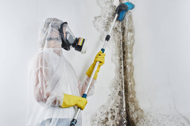 Best Fast Mold Removal  in La Joya, TX