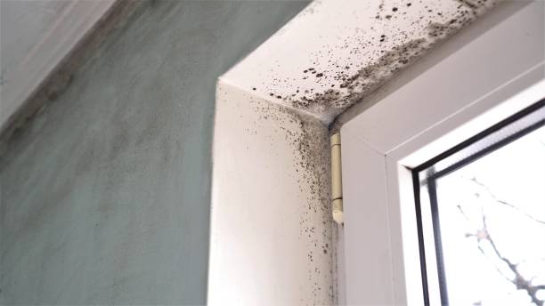 Best Emergency Mold Removal  in La Joya, TX