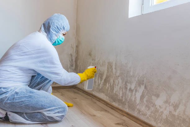 Professional Mold Removal in La Joya, TX