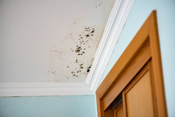 Best Certified Mold Removal  in La Joya, TX