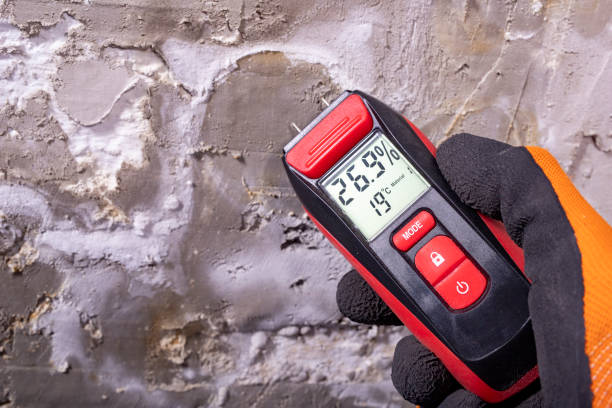 Best Black Mold Removal  in La Joya, TX