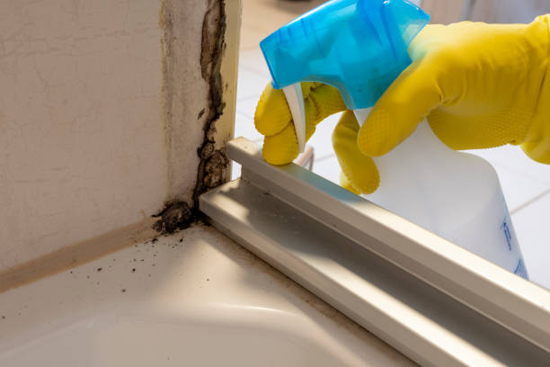 Best Mold Cleaning Services  in La Joya, TX