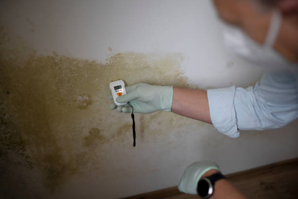 Best Crawl Space Mold Removal  in La Joya, TX