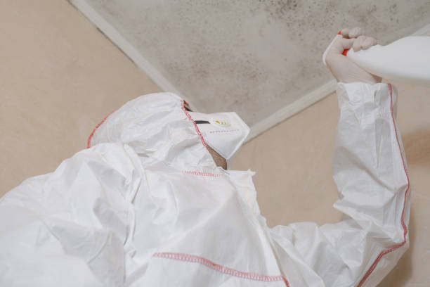 Best Professional Mold Removal  in La Joya, TX