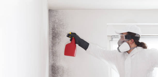 Home Mold Removal in La Joya, TX