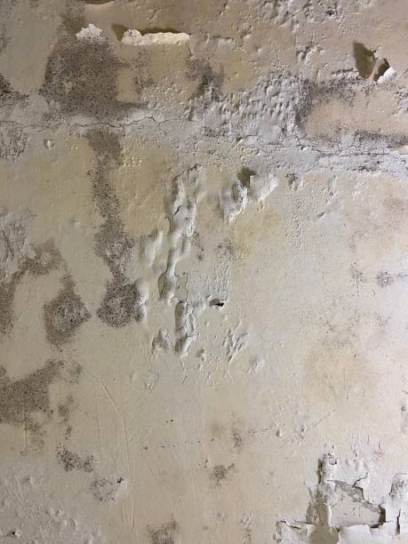 Reliable La Joya, TX Mold Removal Solutions