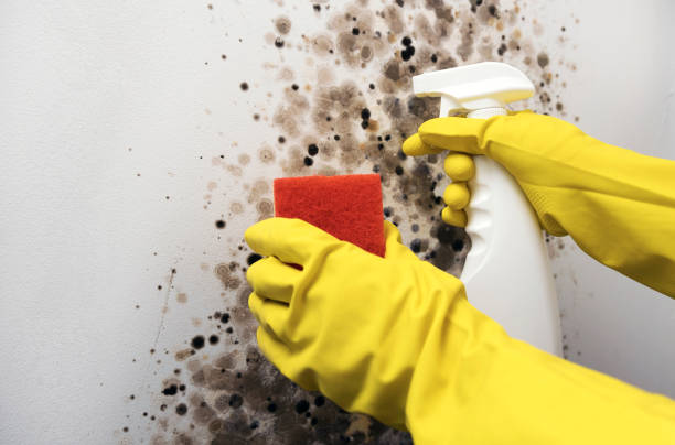 Best Mold Remediation  in La Joya, TX