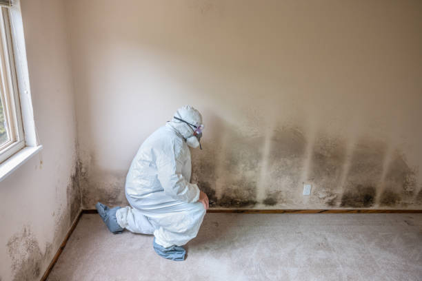 Best Black Mold Removal  in La Joya, TX