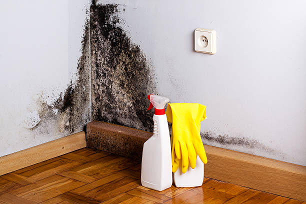 Best Professional Mold Removal  in La Joya, TX