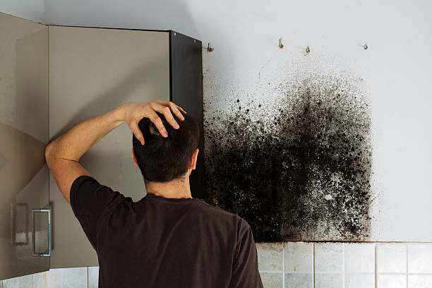 Best Fast Mold Removal  in La Joya, TX