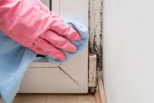 Best Commercial Mold Removal  in La Joya, TX